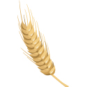 Ryż